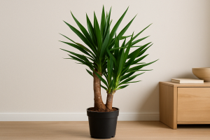 Juka Yucca doniczka 24 cm wysokość 95 cm