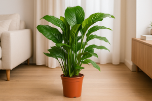 Skrzydłokwiat Sweet Silvana Spathiphyllum doniczka 24 cm wysokość 70 cm